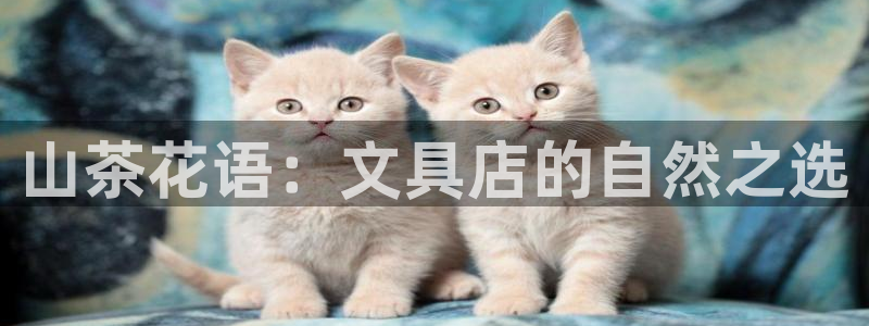 天顺娱乐覆943994：山茶花语：文具店